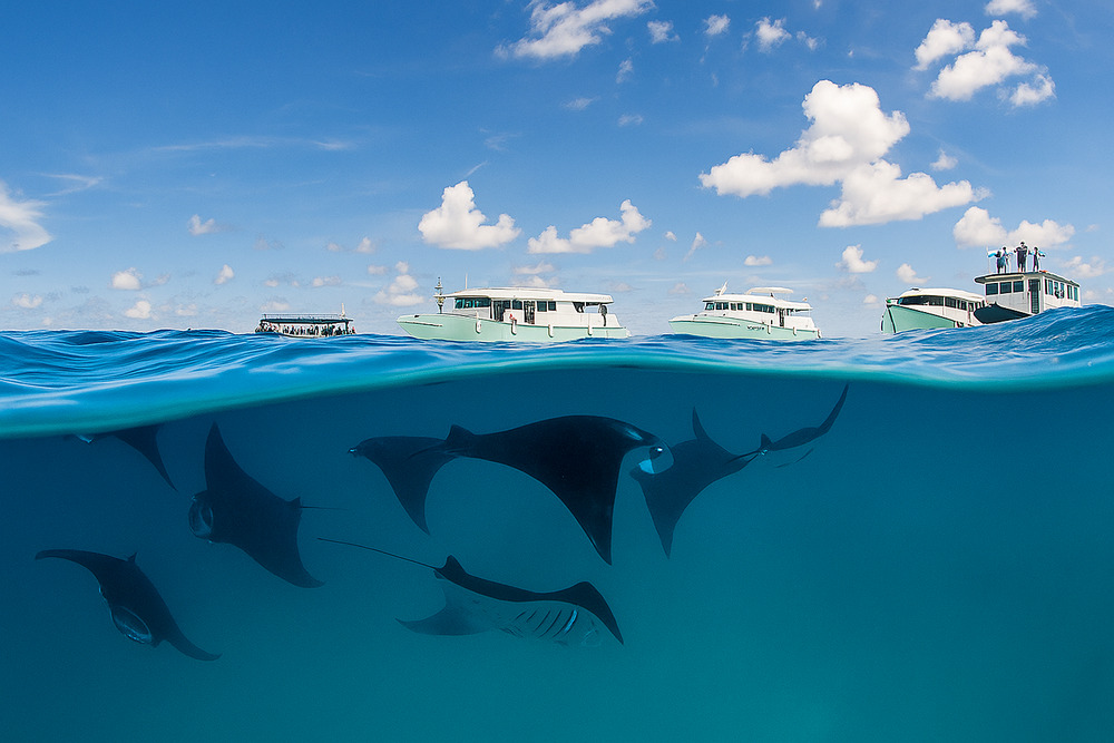  مقومات سفاري اليخوت تختلف عن السفاري المتعارف عليه - المصدر : الذكاء الاصطناعي GPT