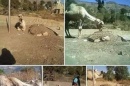 صور مؤثرة لجمل يرابط عند قبر صاحبه لليوم الرابع على التوالي