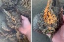 جرأة أم جنون..مغامر يعرض حياته للخطر بحمل أكثر أسماك العالم سُمية (فيديو)