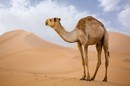 طفل ركل ناقة فتفاجأ برد فعل صادم ! (فيديو)