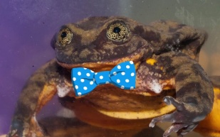 روميو يجد جوليت أخيرا.. أمر يصعب تصديقه (فيديو)