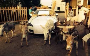 بالصور:هندي يحتج على شركة جاكوار بطريقة غريبة مستخدماً الحمير 