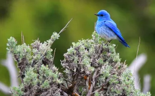 بالصور: تعرفوا على طائر تويتر الحقيقي.