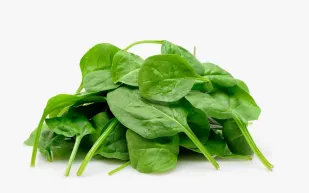 قريبًا.. السبانخ ستصبح وقودًا لسيارتك