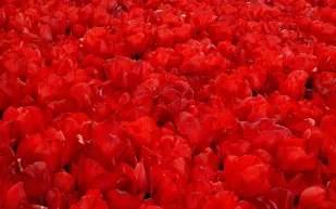 عزيزي الرجل...من الآن فصاعداً انتبِه من اللون الأحمر!