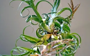 بالصور: نباتات صينية تنمو في الهواء