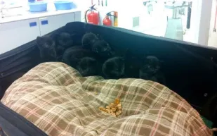 ما الذي عثرت عليه الشرطة الإنجليزية داخل هذه الحقيبة؟..بالصور