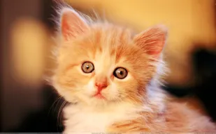 مصرف روسي يُقرض زبونه قطّا