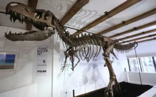 ديناصور للبيع في أبوظبي مقابل 10 مليون دولار