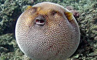 وجبة سمك تصيب عائلة برازيلية بالشلل