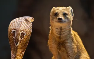 بالفيديو:معركة بين كوبرا ونمس يحقق مليون ونصف مشاهدة