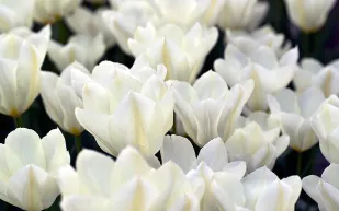 عطورات وروائح تكرهها النساء تجنبها