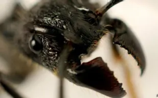 أكثر لدغات الحشرات إيلاما في العالم