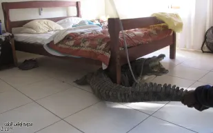 أغرب 9 أشياء عُثر عليها تحت السرير في العالم