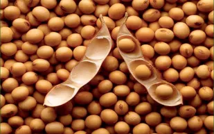 ماهي فوائد الصويا محارب الكولسترول