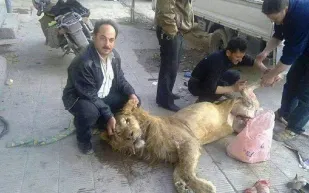 سوريون يذبحون اسداً استعدادا لاكله.