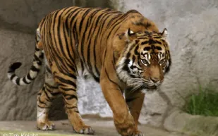 بالفيديو : نمر يهاجم مزارع هندي ..