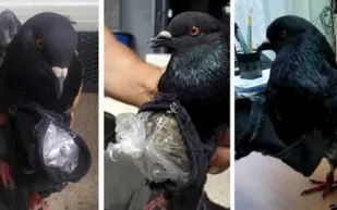 حمامة "تهرب" المخدرات إلى السجن