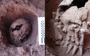 جمجمة عمرها 9 آلاف عام تدل على شعائر تقطيع الأجسام