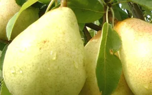 الشرطة الأردنية تبحث عن لص “الإجاص”!