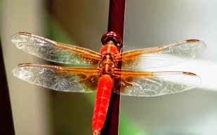 هذا ما سيحدث لنا لو أصبح العالم بدون حشرات