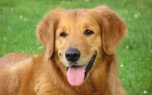 شاب تايلاندي يواجه السجن 20 عاماً بتهمة إهانة "كلب"