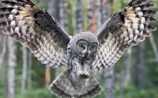 10 معلومات صادمة لا تعرفها عن "البومة"