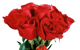 الكشف عن أغلى باقة ورود.. قيمتها 14 ألف دولار