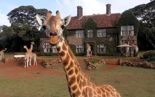 فندق جيراف مانور كينيا فطور مع اطول حيوانات العالم 