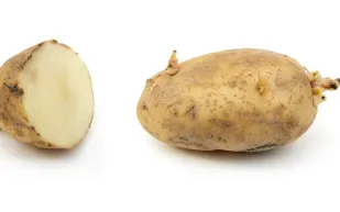 ماذا يحدث عند تناول "بطاطا" تحتوي على البراعم؟