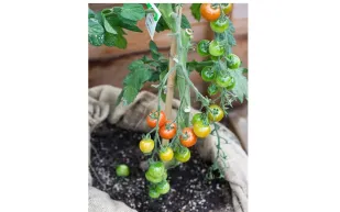 نبتة سحرية تنتج الطماطم والبطاطا للبيع في بريطانيا