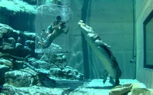 قفص الموت في استراليا هل تجرؤ على دخوله ؟