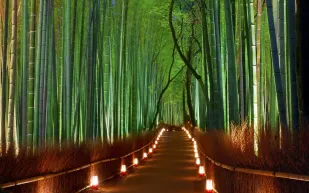 غابات الخيزران اليابانية ممشى خيالي وجمال خلاب  