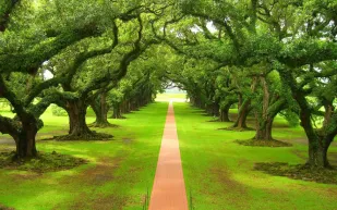 هل تنام الأشجار ليلا؟