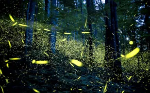 حديقة الفراشات المضيئة في سيلانجور  