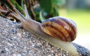 الحلزون يُلهم العلماء كيفية صناعة أدمغة أكثر ذكاءً للروبوتات