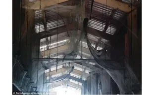 بالصور..أكبر شبكة عنكبوت في العالم تحوي 107 مليون عنكبوت