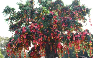 شجرة الأمنيات في لام تسوين ...اطلب وتمنَّ!!