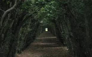 في الغابات السوداء للون الأسود كلام آخر