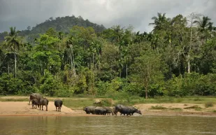 منتزه تامان نيجارا تجوّل في أقدم الغابات المطيرة في العالم