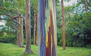 أشجار اليوكاليبتوس ألوانٌ تخطف الألباب 