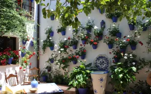 الزهور تكلّل مهرجانات العالم في هذه الأشهر فلا تفوّتها عليك