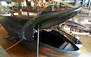 حوت مالم جلسة داخل الحوت 