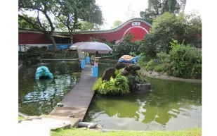 متحف السلاحف الحية متحف للسلاحف فقط