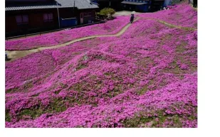 زوج محب يزرع حقلا من عبق الزهور لزوجته العمياء