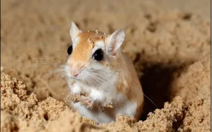 لماذا الجربوع لا يشرب الماء.. تعرف على هذا الحيوان الغريب