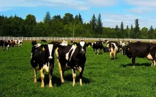 مزرعة تطعم الأبقار شوكولاتة لتحسين جودة اللحوم