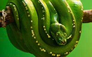 فيديو| هل رأيت من قبل ثُعبان برأسين؟