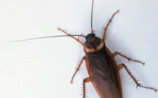 بالفيديو سحب صرصار تسلل إلى دماغ امرأة وظل 12 ساعة