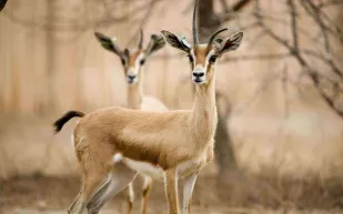 فيديو | اصطاد غزال وأكله.. ولكنه اكتشف المفاجأة!